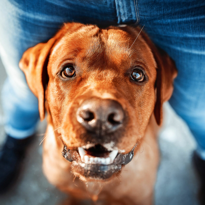 Hundeurlaub Bindung und Kommunikation