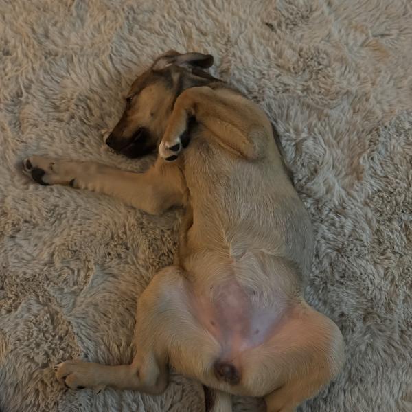 Fell-, Pfoten-, Augen- & Ohrenpflege