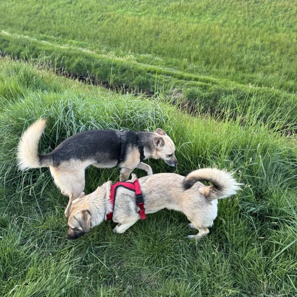 Hunderunde