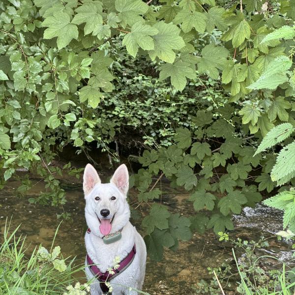 Hundewanderung
