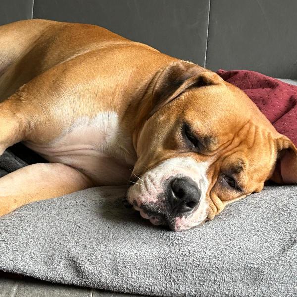 Geschirr, Halsband & Co