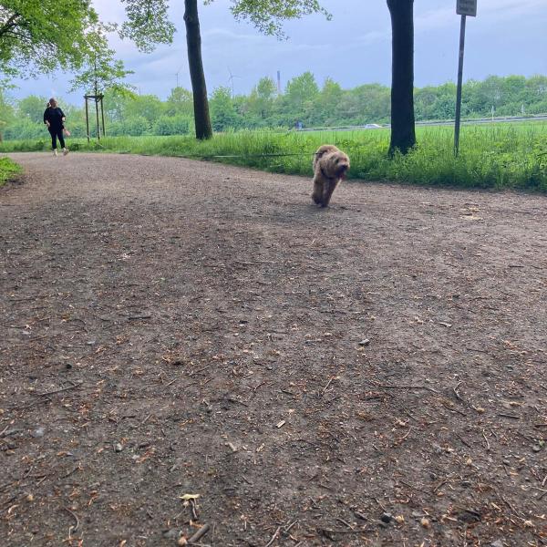 Hundeurlaub Mantrailing-Spezial 5.2.-8.2.2026