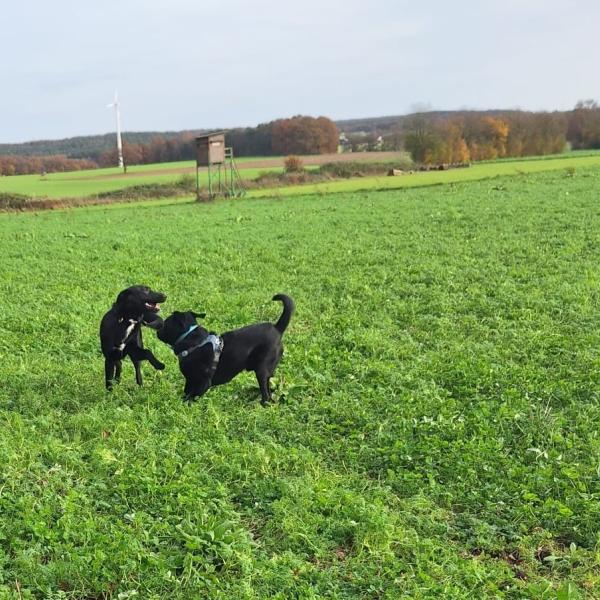 Das Ausdrucksverhalten unserer Hunde