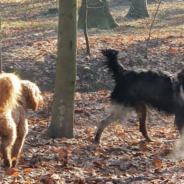 Wie tickt mein Hund?