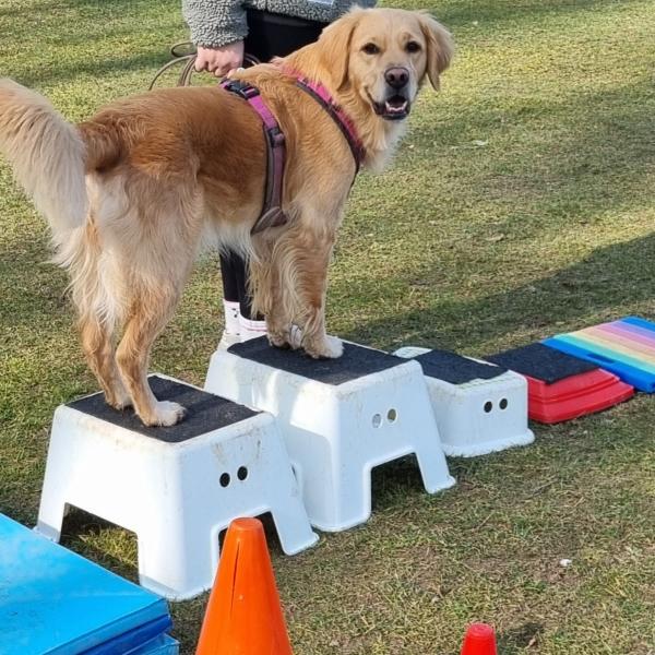 K3DogParkour® - Schnupperstunde