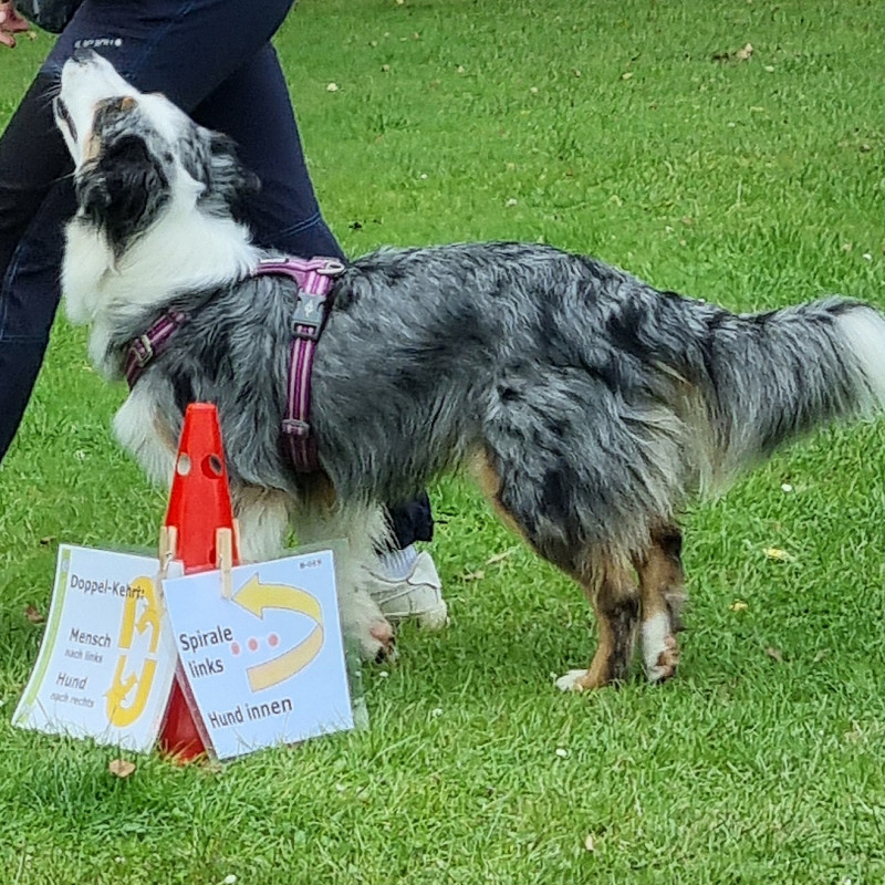 Rally Obedience - Einsteigerkurs