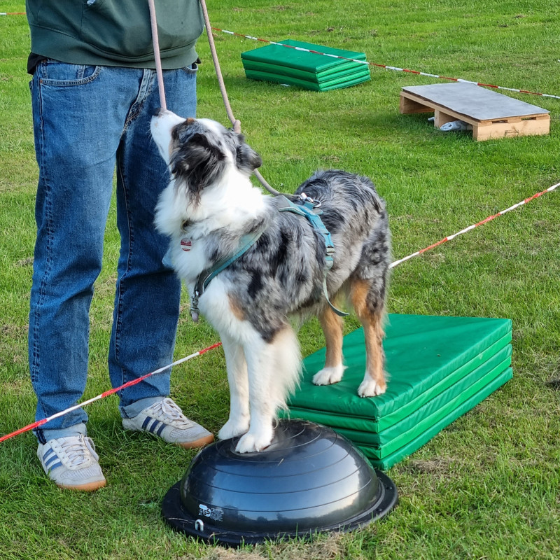 Minddog® - Schnupper- und Einführungsstunde