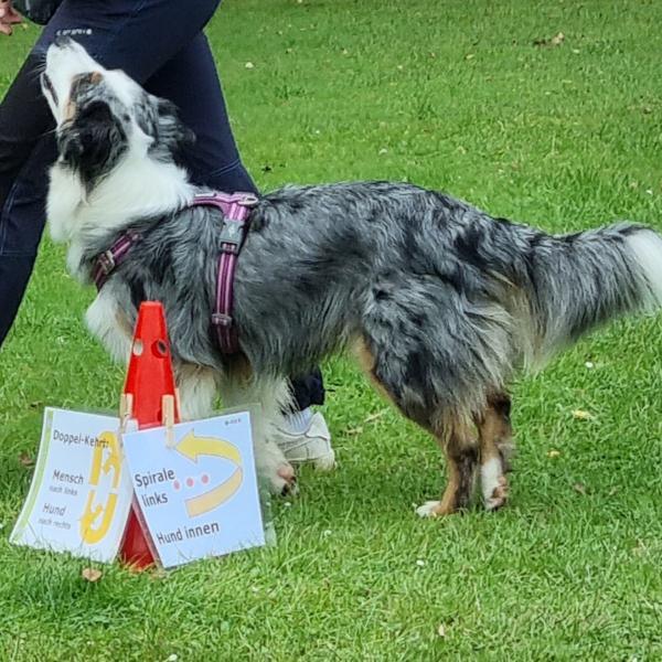 Rally Obedience - Einsteigerkurs