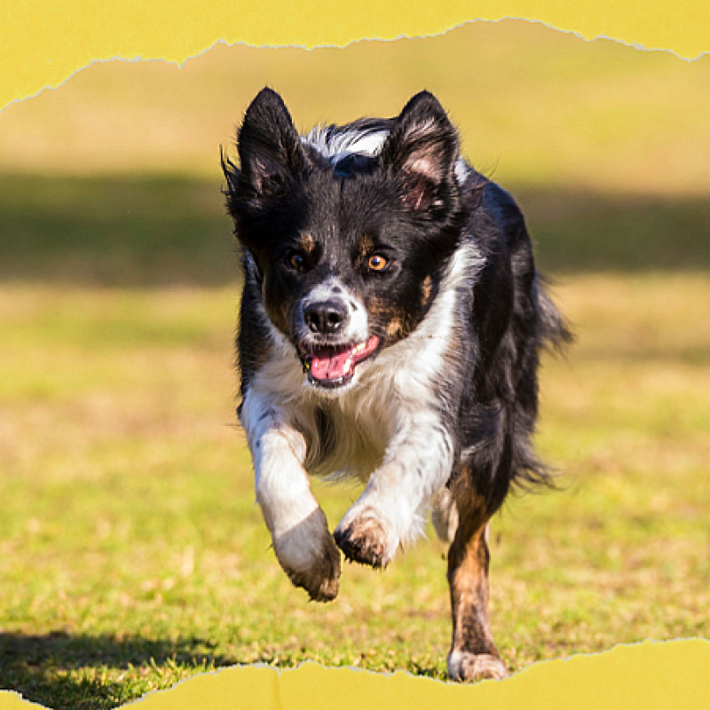 Zuverlässig zurück – Rückruftraining für Mensch & Hund Greven