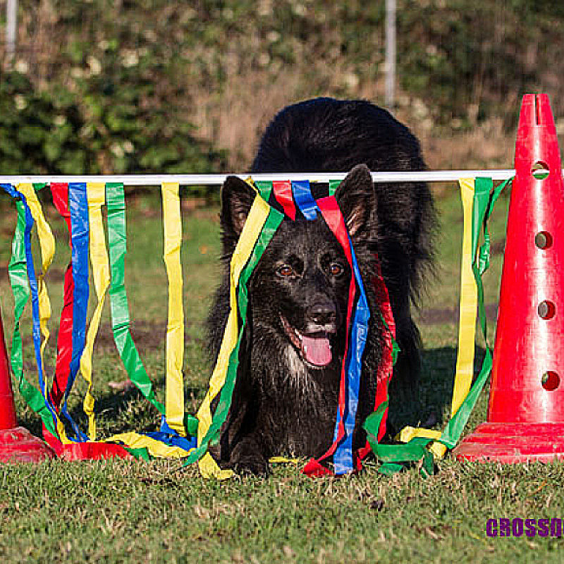 Crossdogging schnuppern