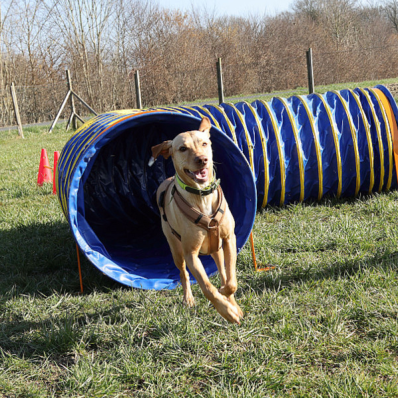 Fun Agility schnuppern