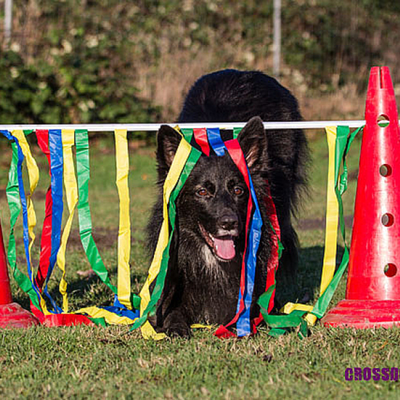 Crossdogging Schnupperstunde