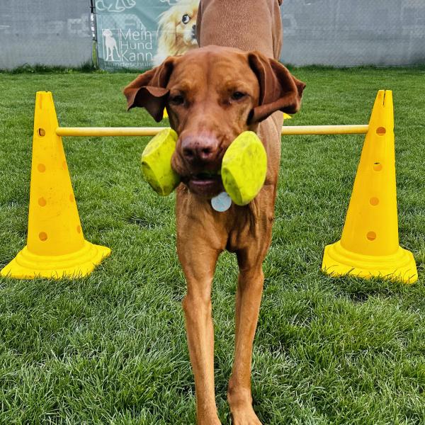 Apportility Einsteiger - Greven