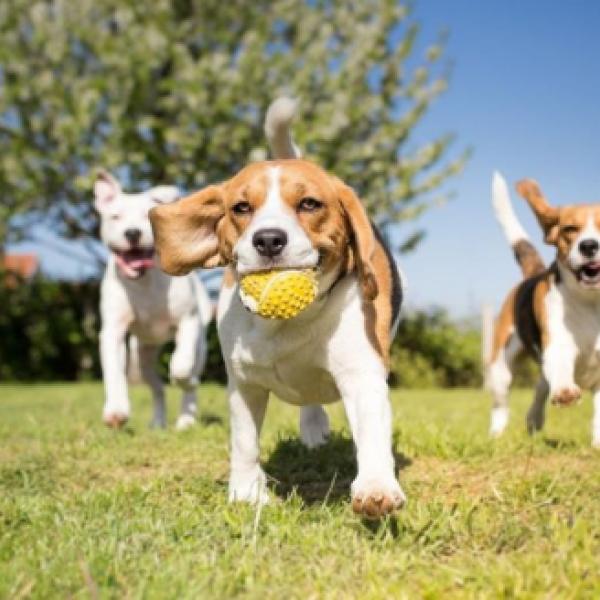 Jungehunde Greven