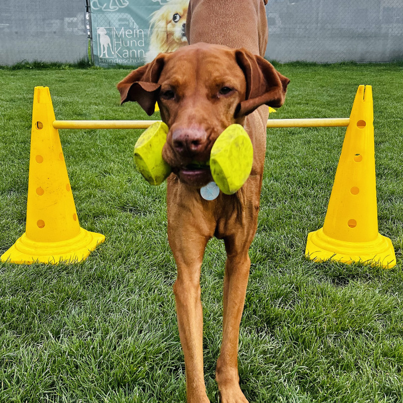 Apportility Fortgeschrittene - Greven