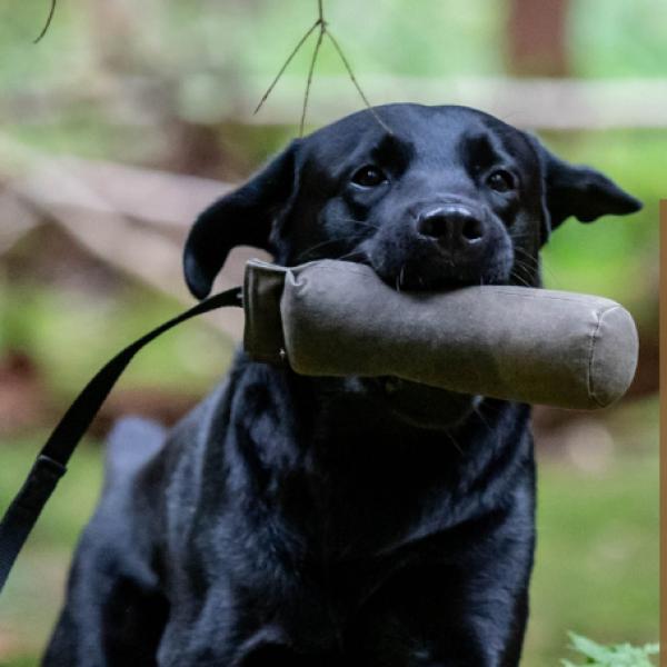 Apport & Spaß – Freude am Apportieren