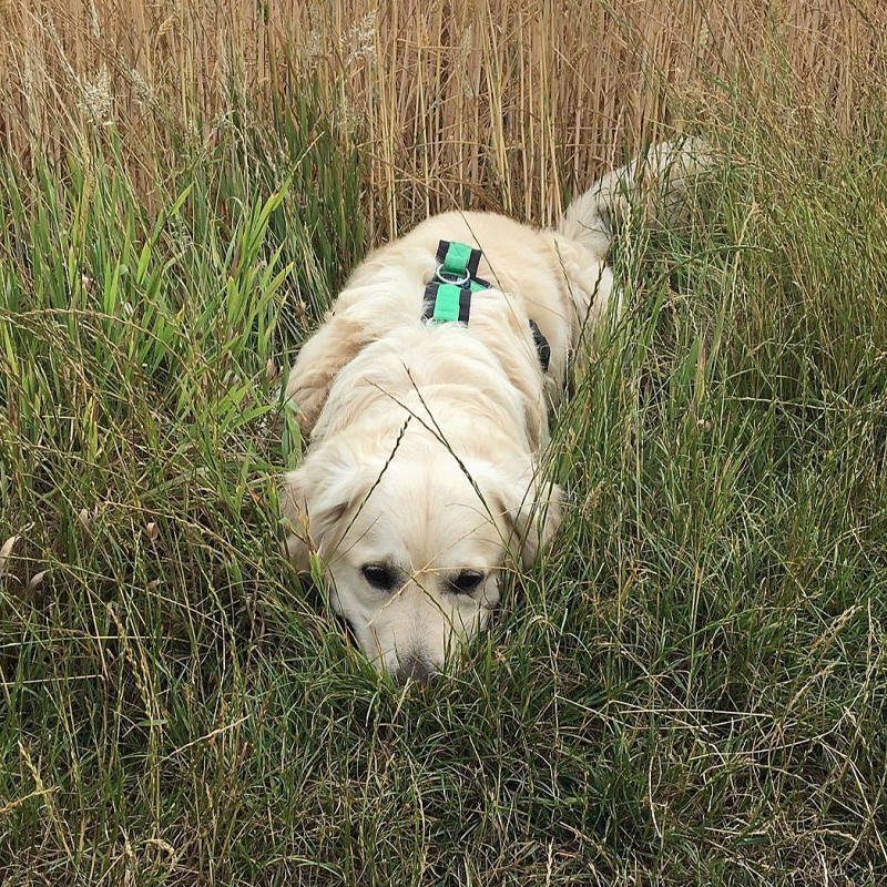 Mantrailing Pro Dienstag 20 Uhr Alle 14 Tage