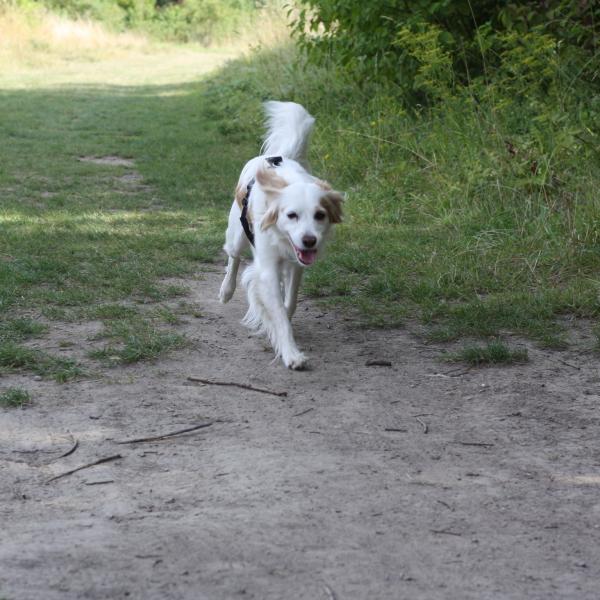 Special Trail Wulfdogs- "Die Spur vom alten Hof"