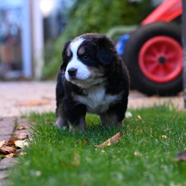 Welpenkurs - Montags 16-17 Uhr