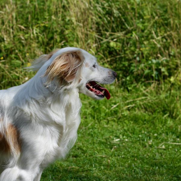 Alltagshunde Donnerstag 17:45 Hundeplatz