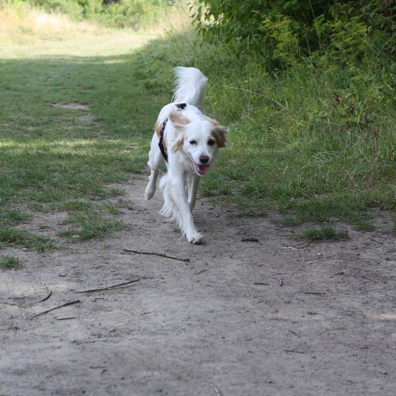 Special Trail Wulfdogs- Das Parkhaus 10 Uhr