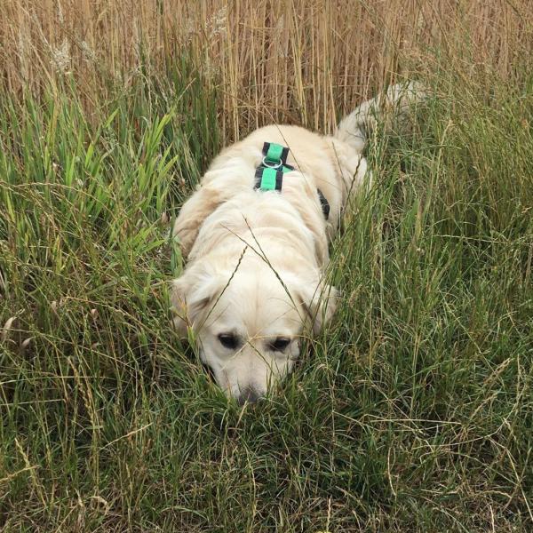 Mantrailing Pro Dienstag 16:30