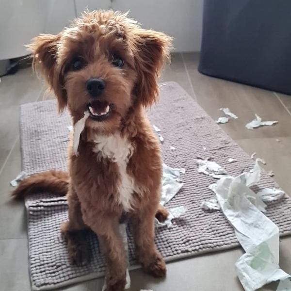 Junge Hunde Sonntag 12:15