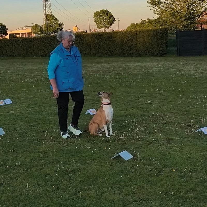 Rally Obedience Montags 17:15 - 18:15