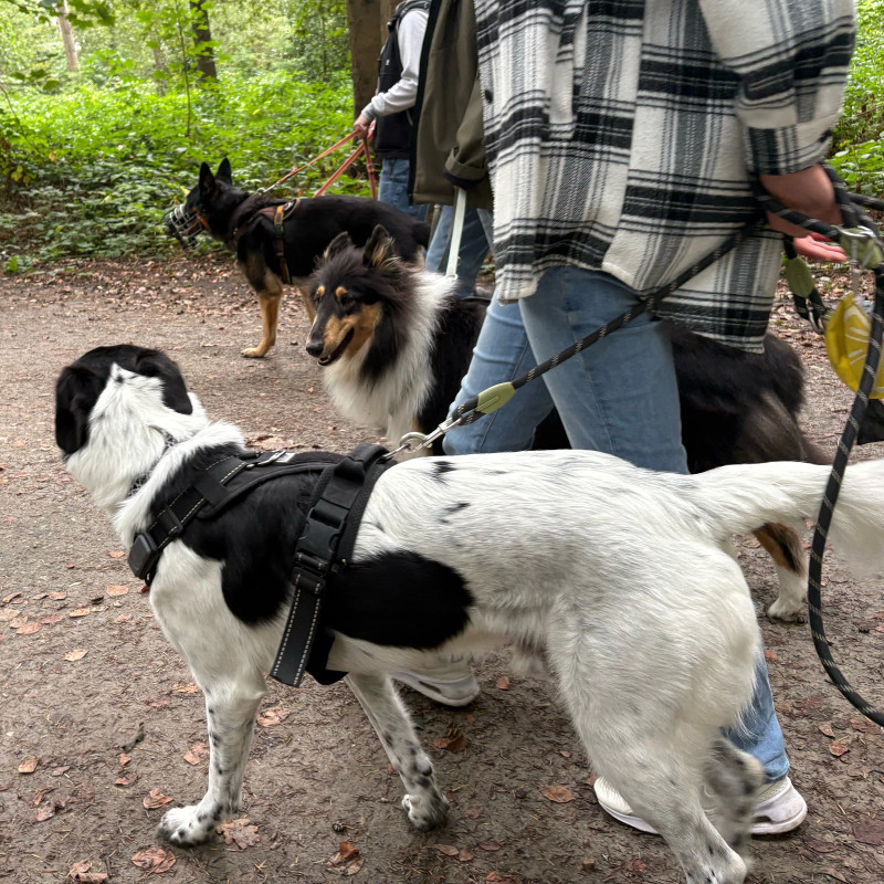 Social Walk
