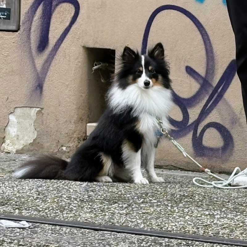 Junghundekurs, kleinrassig, Dranbleiber, Mi 16:15