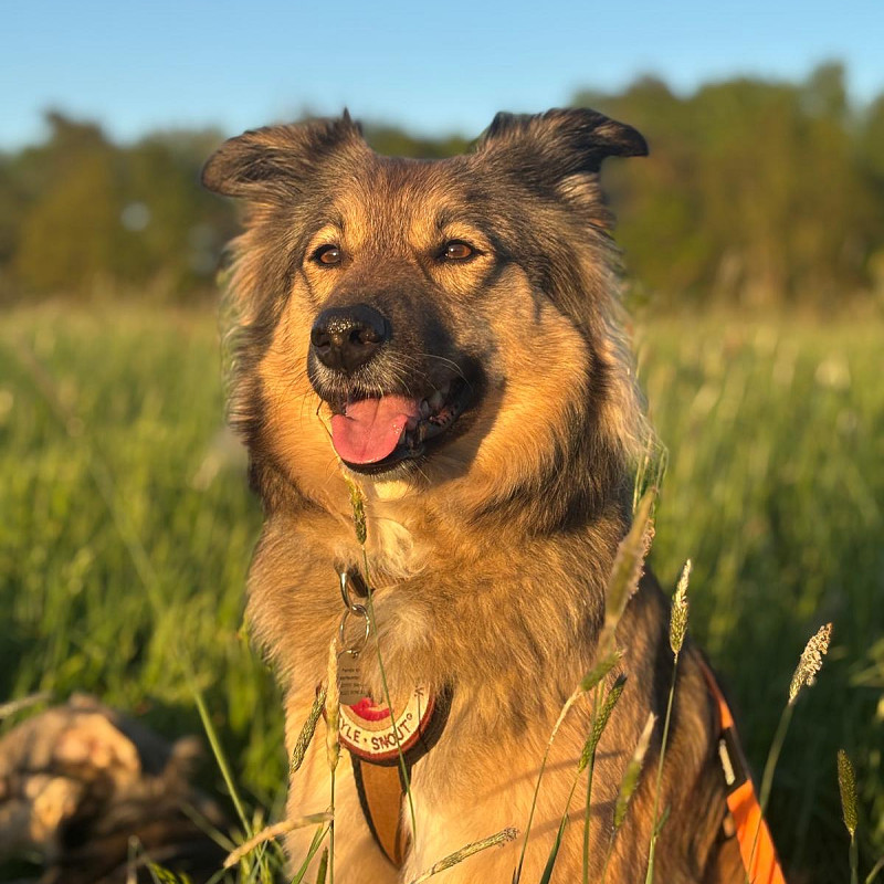 Teamwerk, für erwachsende Hunde, Mi 18:45