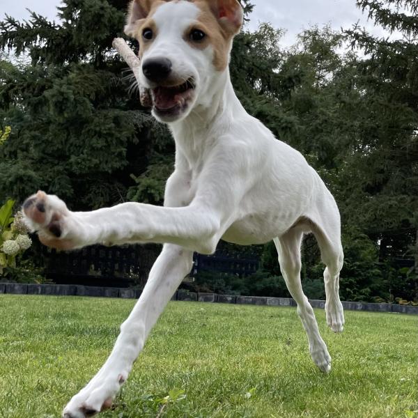 Junghund Kurs Hundeknigge
