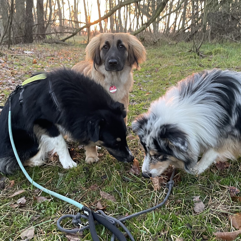 Social Walk