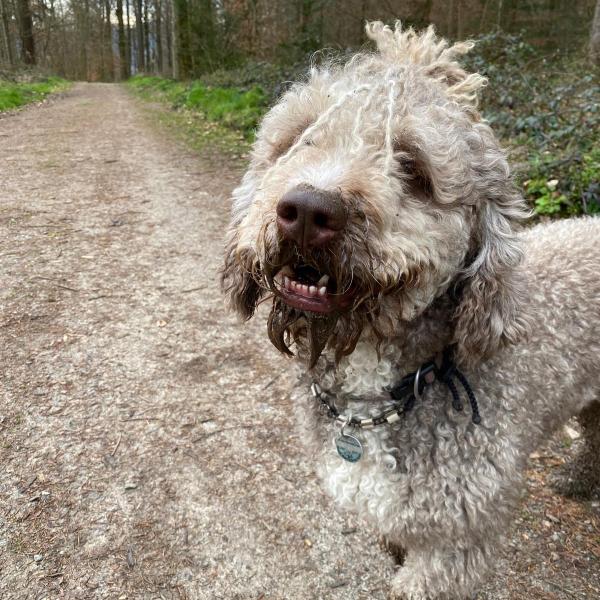 SOCIALWALK Kynologischer Lernspaziergang